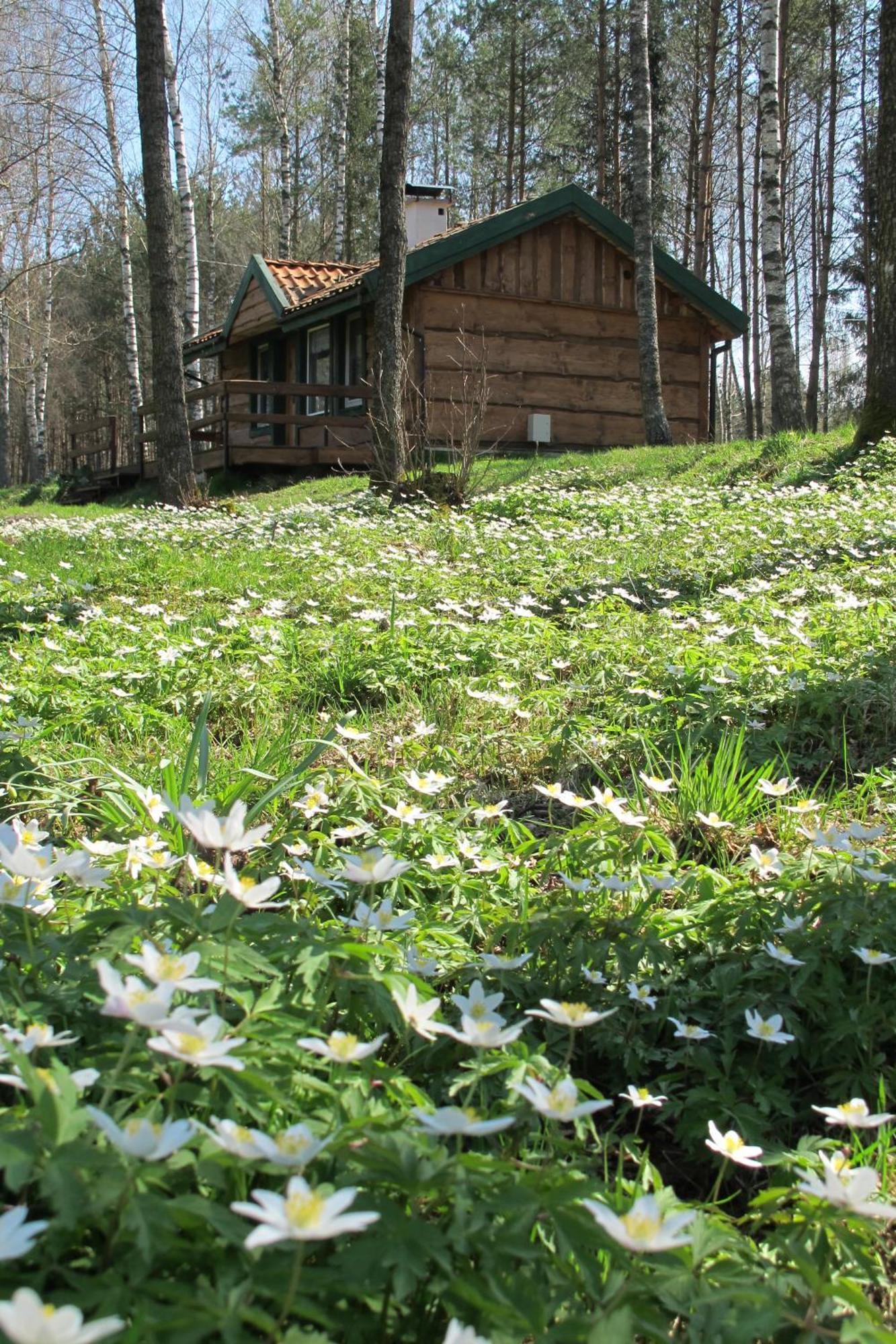 Na Lesnej Polanie